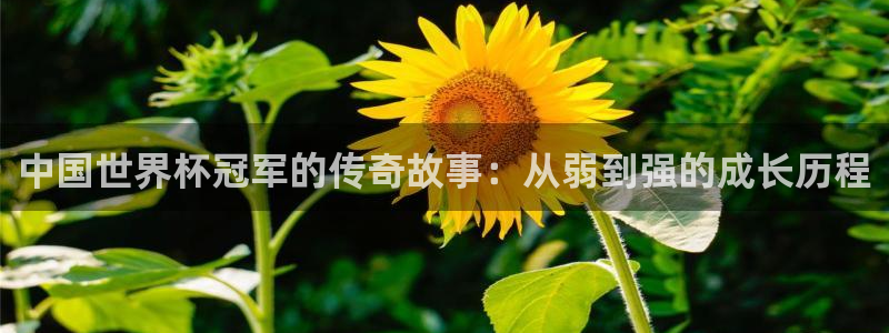 2026世界杯对阵图：中国世界杯冠军的传奇故事：从弱到强的成长历程